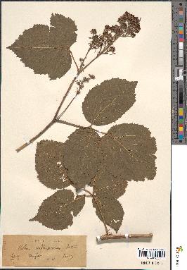 spécimen de Rubus vallisparsus