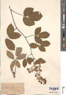 spécimen de Rubus × valdelaxus