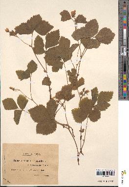 spécimen de Rubus arcticus x saxatilis