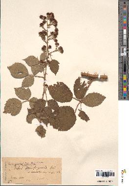 spécimen de Rubus × semifagicola