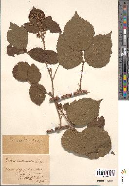 spécimen de Rubus gratifolius