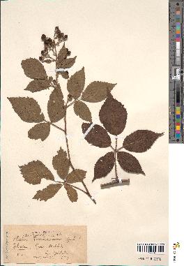 spécimen de Rubus rhombifolius