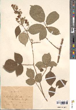 spécimen de Rubus × foliatus