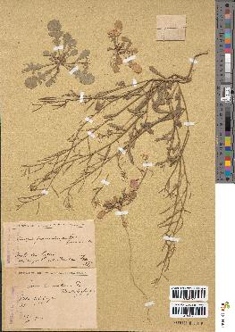 spécimen de Sinapis procumbens