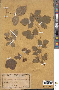 spécimen de Rubus idaeoides