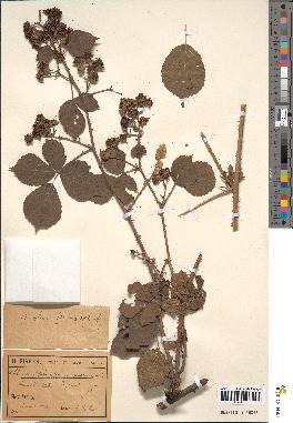 spécimen de Rubus corylifolius