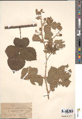 spécimen de Rubus sp.