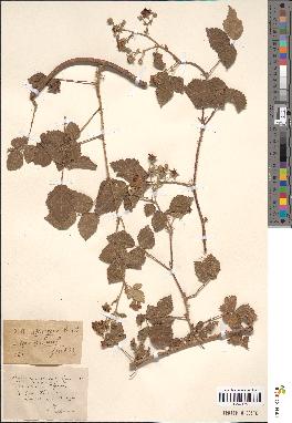 spécimen de Rubus sp.