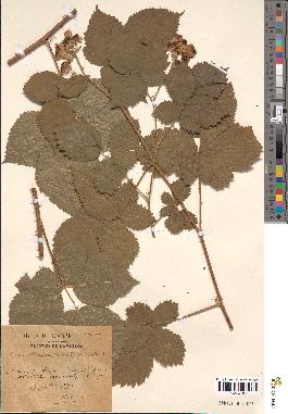 spécimen de Rubus caesius x nitidus