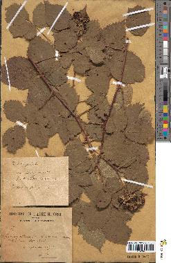 spécimen de Rubus caesius x nitidus