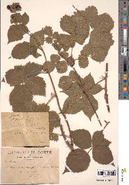 spécimen de Rubus caesius x nitidus