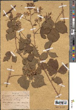 spécimen de Rubus caesius x decipiens