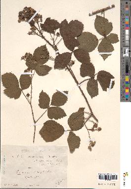 spécimen de Rubus horridus