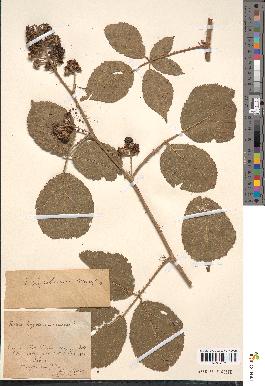 spécimen de Rubus fagicola x caesius