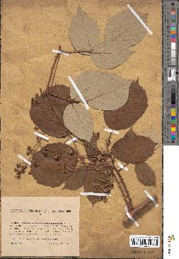 spécimen de Rubus incanescens