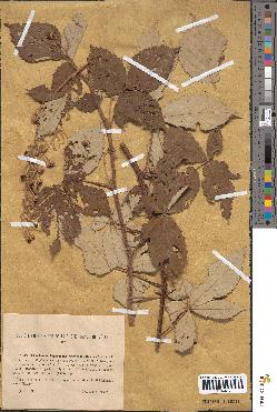 spécimen de Rubus incanescens