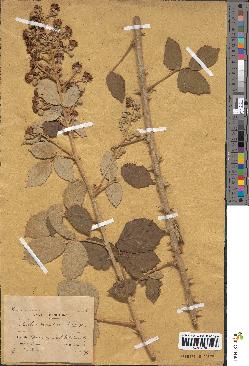 spécimen de Rubus tomentosus