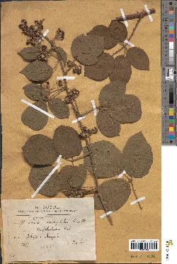 spécimen de Rubus lingulatus