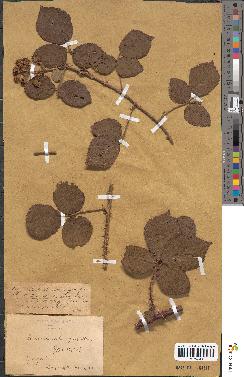 spécimen de Rubus saxicolus