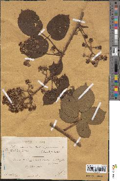 spécimen de Rubus saxicolus