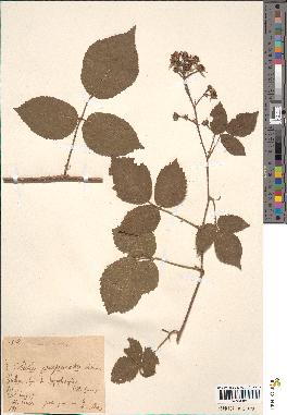 spécimen de Rubus bellatus