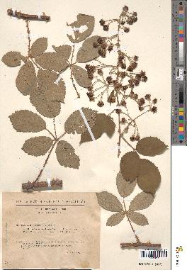 spécimen de Rubus flaccidus