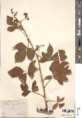 spécimen de Rubus flaccidus