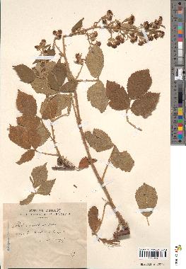 spécimen de Rubus flaccidus