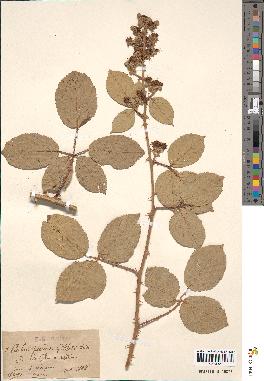 spécimen de Rubus × pseudogillotii