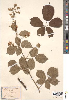 spécimen de Rubus duffortii