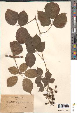 spécimen de Rubus podophyllus