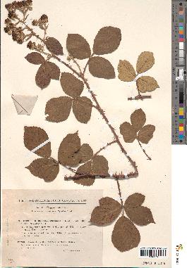 spécimen de Rubus podophyllus