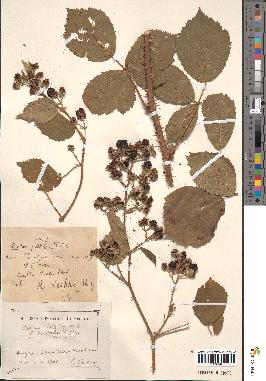 spécimen de Rubus pallidus