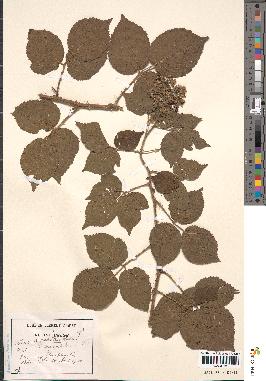 spécimen de Rubus pallidus