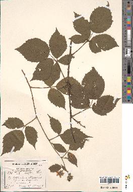 spécimen de Rubus pallidus