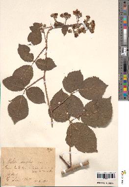 spécimen de Rubus omalus