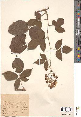 spécimen de Rubus omalus