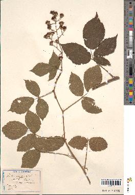 spécimen de Rubus omalus