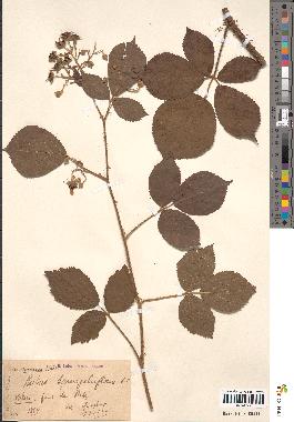 spécimen de Rubus naniformis