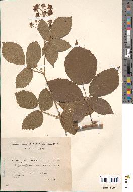 spécimen de Rubus × cerinostylus