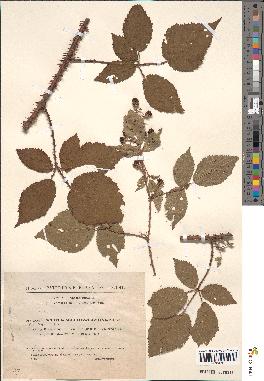 spécimen de Rubus macrostachys