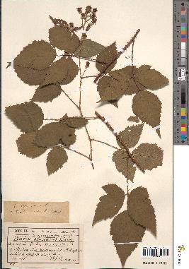 spécimen de Rubus macrostachys