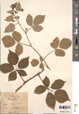 spécimen de Rubus macrostachys