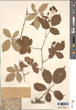 spécimen de Rubus macrostachys