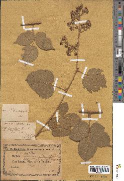 spécimen de Rubus insericatus