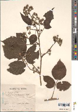 spécimen de Rubus podophylloides