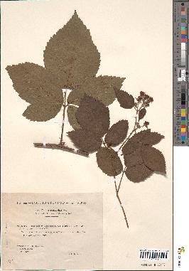 spécimen de Rubus podophylloides