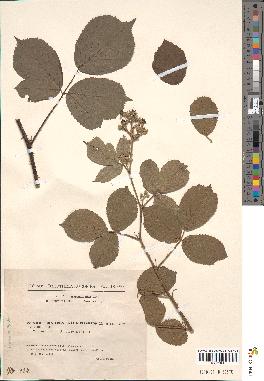 spécimen de Rubus gratiosus