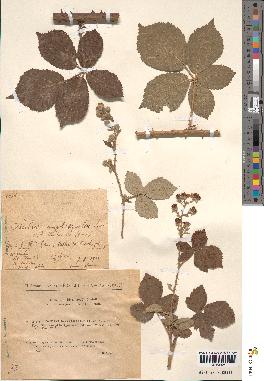 spécimen de Rubus godronii