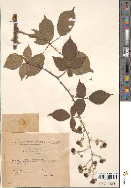 spécimen de Rubus godronii